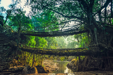 Living roots bridge formed by training tree roots over years to knit together near Nongriat...