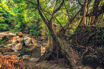 Living roots bridge formed by training tree roots over years to knit together near Nongriat...