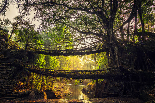 Living roots bridge formed by training tree roots over years to knit together near Nongriat village, cherrapunji, Meghalaya, India.