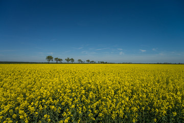 Fototapeta premium Rapsfeld / gelbes Rapsfeld und blauer Himmel