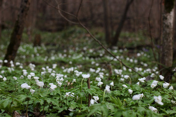 spring white flowers in the forest