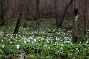 spring forest flowers in the sunlight