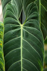 Gigantic leaf - riesiges Blatt