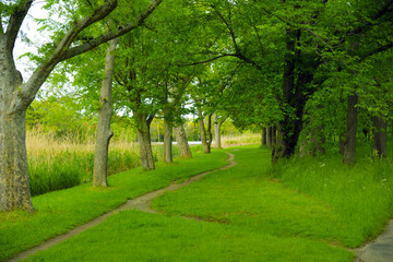 Promenade in the forest

