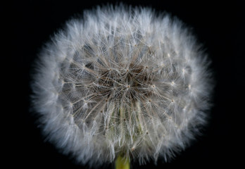 Dandelion flower seeds close up macro shot isolated on black background.