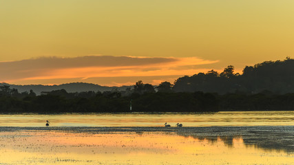 Sunrise Waterscape - Pretty in Pastels with Pelicans