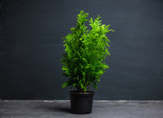 Green little thuja in pot. Selective focus.