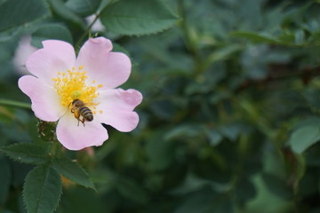 Bee and rose
