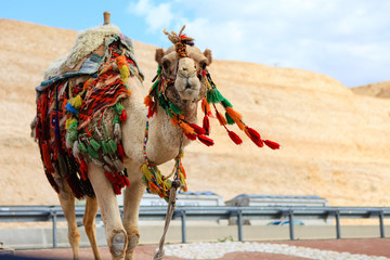 One camel in bright colored traditional decorations on the road