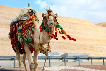 Gordijnen One camel in bright colored traditional decorations on the road © July