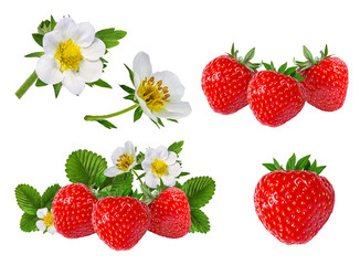 Fototapeta na wymiar strawberry and strawberry flower isolated on white background