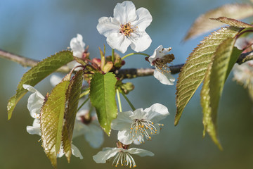 Beautiful cherry blossom close up