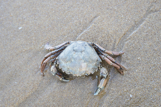 Sea crab on a wet sand close up