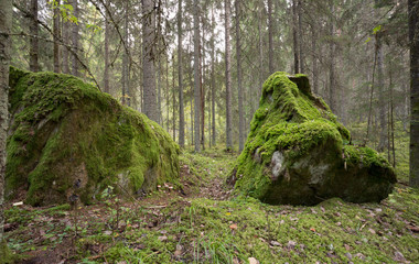 Path leading through Large rocks in natural coniferous forest