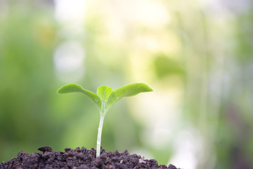 Pumpkin sprout growing