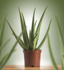 Aloe Vera in a Plastic Pot Over Green Background
