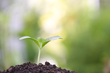 Pumpkin sprout growing
