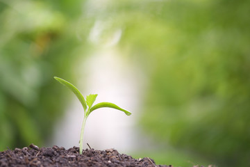 Pumpkin sprout growing