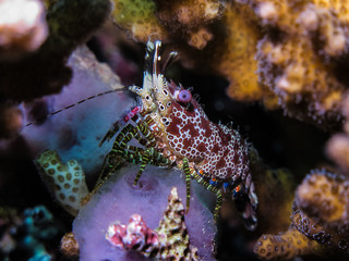 Marbled Coral Shrimp