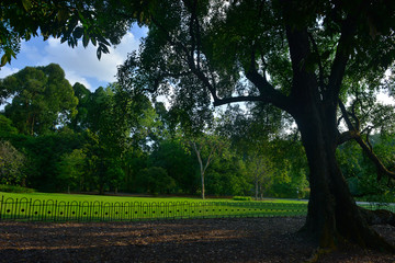 lush tropical trees at Singapore botanic gardens