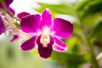 Purple with pink orchids on branch with  green leaf in the background, Natural flower concept.