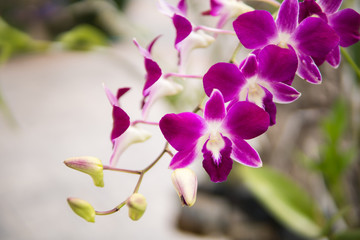 Fototapeta na wymiar Purple with pink orchids on branch with green leaf in the background, Natural flower concept.