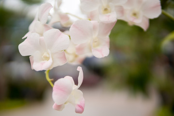 Naklejka na ściany i meble Beautiful white and soft pink or Phalaenopsis or Moth dendrobium orchid, Natural flower concept.