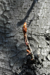 Chestnut tree twig with new green buds, gray blurry bark background