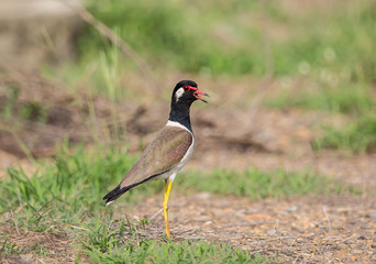 Red-Wattled Lapwings (Vanellus indicus) 