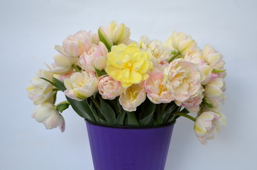 Тюльпан Финола Терри ранний розовый и Авангард нежный желтый