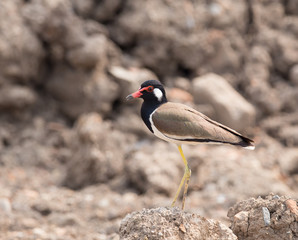  Red-wattled lapwing (Vanellus indicus)