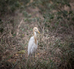  Eastern Cattle Egret.( Bubulcus coromandus)