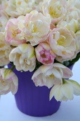 Тюльпаны авангард и финола в  фиолетовом горшке. Фон  с цветов