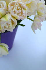 Тюльпаны авангард и финола в  фиолетовом горшке. Фон  с цветов