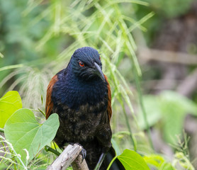 Coucals, Crow pheasants on tree.
