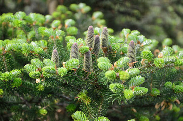 Owoce drzewa iglastego © piotr_jaszczuk