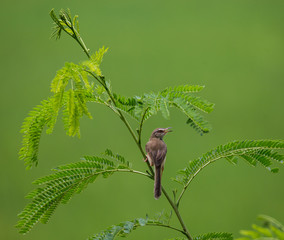 White-browed Prinia on tree.