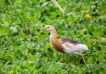 Javan Pond-Heron.(Ardeola speciosa) in pond.