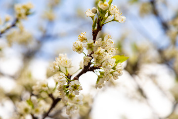 Plum tree flowers