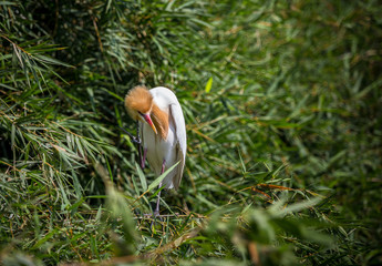 Eastern Cattle Egret ( Bubulcus coromandus ) on bamboo of Thailand.