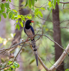 Red-billed blue magpie (Urocissa erythrorhyncha)  at Phukhieo wildlife sanctury national park, wildlife and plant conservation department of Thailand.