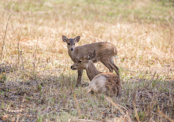  Hog deer ( Hyelaphus porcinus ) at Phukhieo wildlife sanctury national park, wildlife and plant conservation department of Thailand.