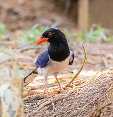Red-billed blue magpie (Urocissa erythrorhyncha)  at Phukhieo wildlife sanctury national park, wildlife and plant conservation department of Thailand.