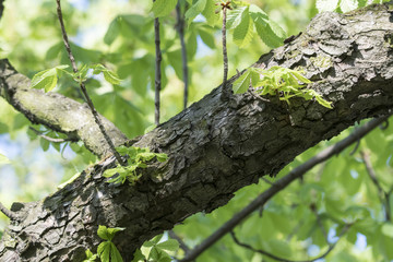 Obraz premium Fresh green leaves of chestnut and trunk.