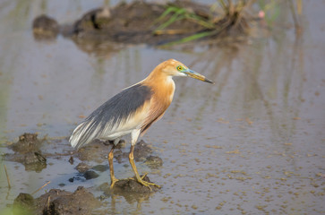 Chinese Pond Heron in the fields of Thailand.