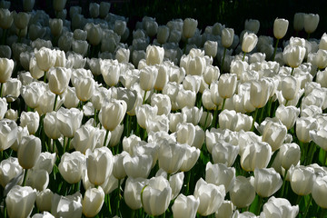 Obraz premium Tulip