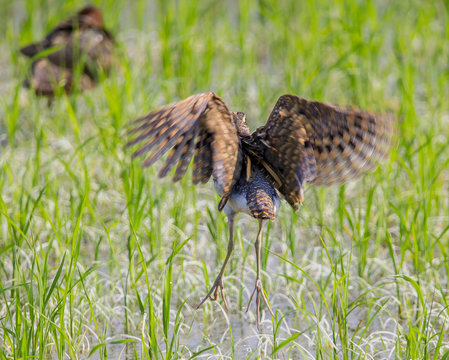 Greater Painted-snipe. ( Rostratula benghalensis ) in the fields of Thailand.