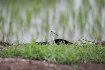 Black-winged Stilt ( Himantopus himantopus ) in the rice field of Thailand.