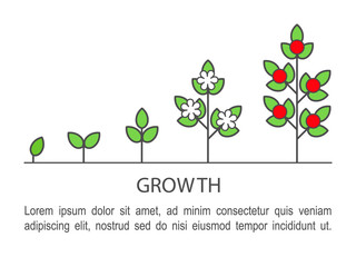 Plant growing process infographics. Growth concept line art icons. 