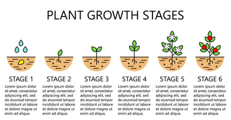 Plant growth stages infographics. Line art icons. Planting instruction template. Linear style illustration isolated on white. Planting fruits, vegetables process. Flat design style.